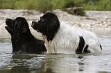 TERRE NEUVE & LANDSEER 083